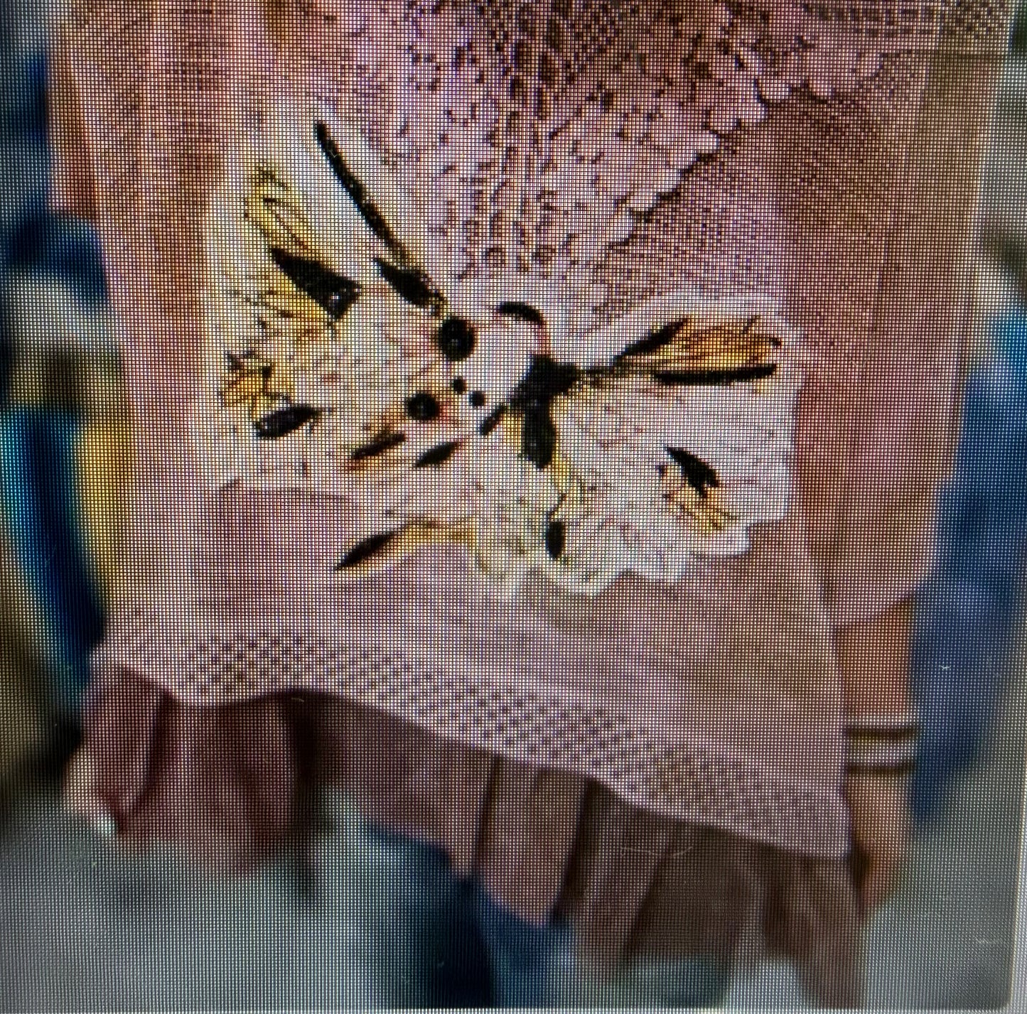 A Rare Bird - Starburst Songbird Thrower Top